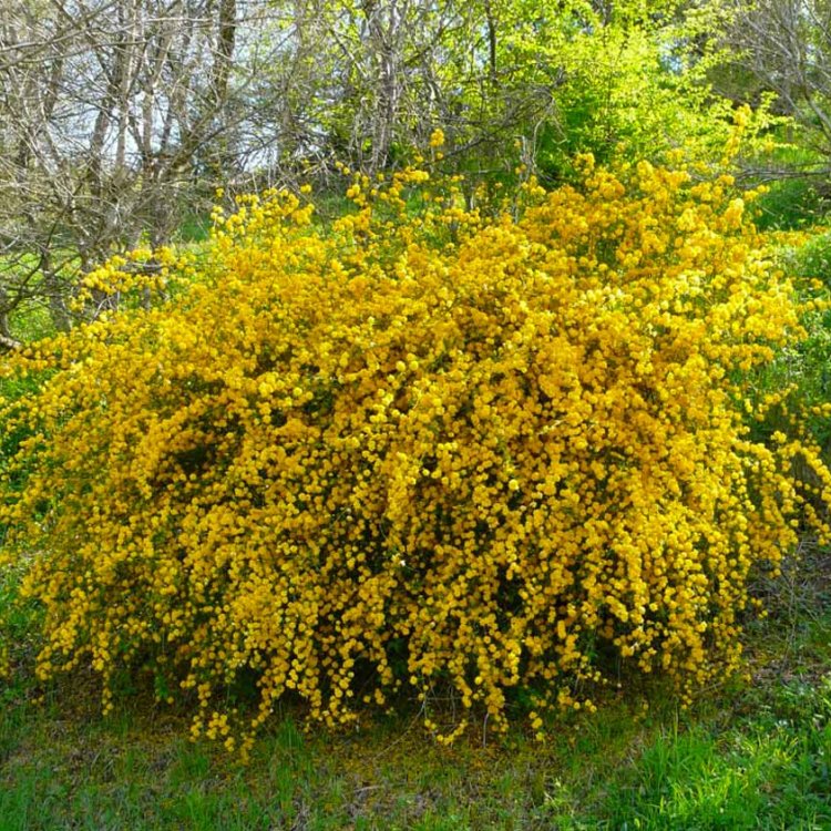 Kéria japonská (Kerria japonica) ´PLENIFLORA´ - výška 20-30 cm, kont. C2L